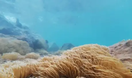 θαλάσσια ανεμώνη