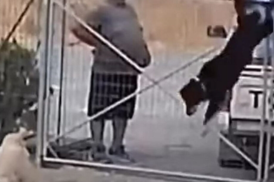 Σκύλοι σκύλος
