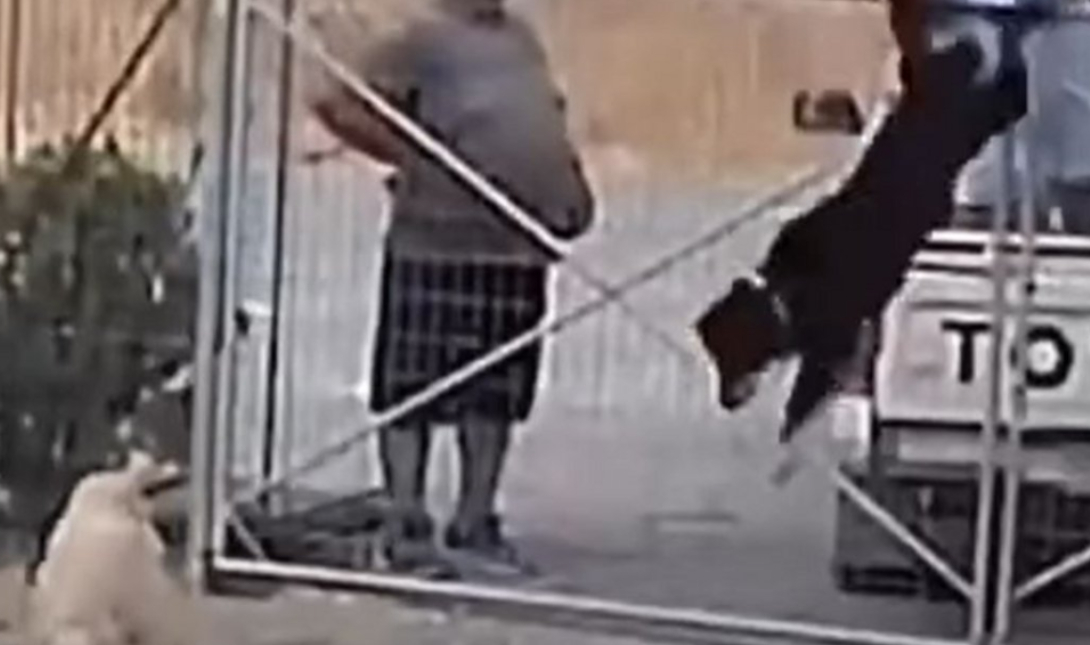 Ντροπή: Πέταξαν σα τσουβάλια σκύλους μέσα στο κυνοκομείο από καρότσα αγροτικού – Δείτε βίντεο