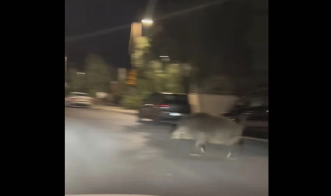 Τεράστιο αγριογούρουνο κάνει βόλτες στο Χαϊδάρι – Δείτε βίντεο