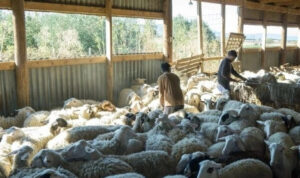 Σε όλη την Κρήτη στρατιωτικοί κτηνίατροι για την ενίσχυση της μάχης κατά της νόσου της ευλογιάς των αιγοπροβάτων