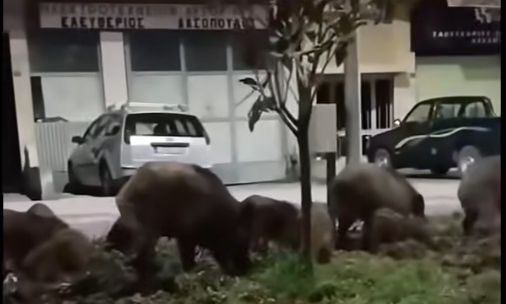 Απίστευτες εικόνες στη Λιβαδειά: Αγριογούρουνα «έκοβαν» βόλτες στους δρόμους – Δείτε φώτο