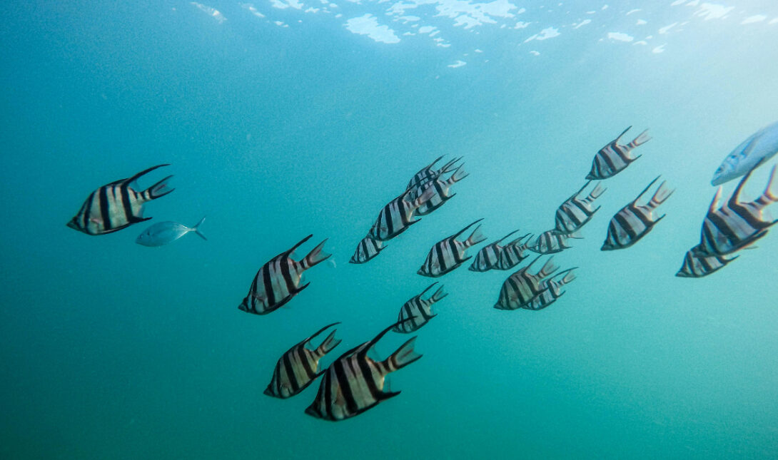 Ψάρια: Πώς κοιμούνται και γιατί βγάζουν φυσαλίδες