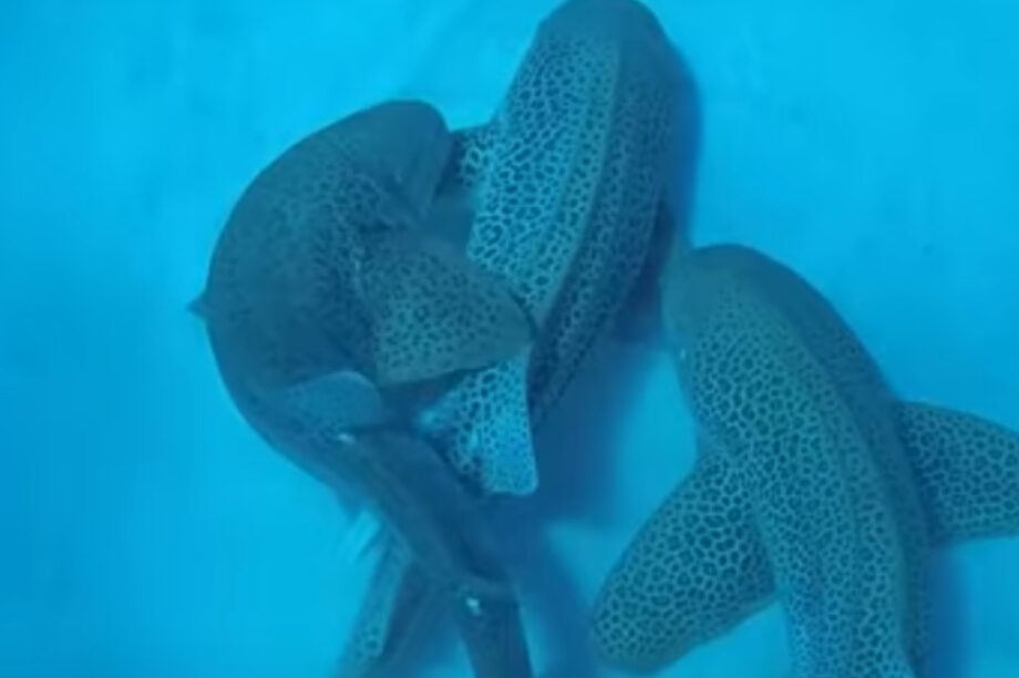 καρχαρίας λεοπάρδαλη