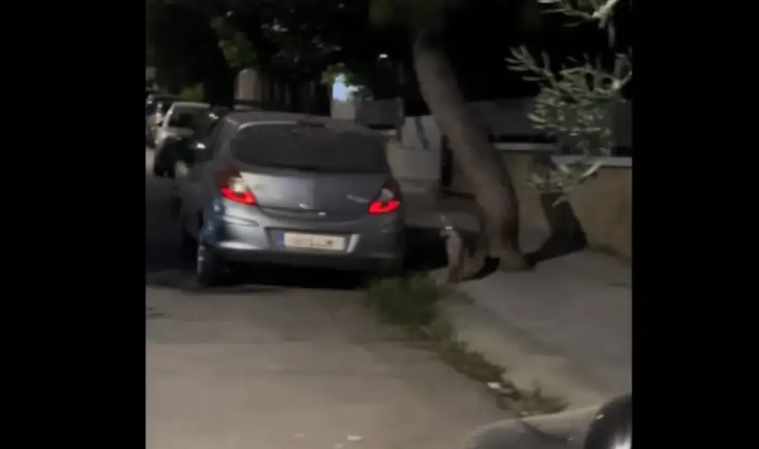 αλεπού