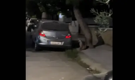 αλεπού