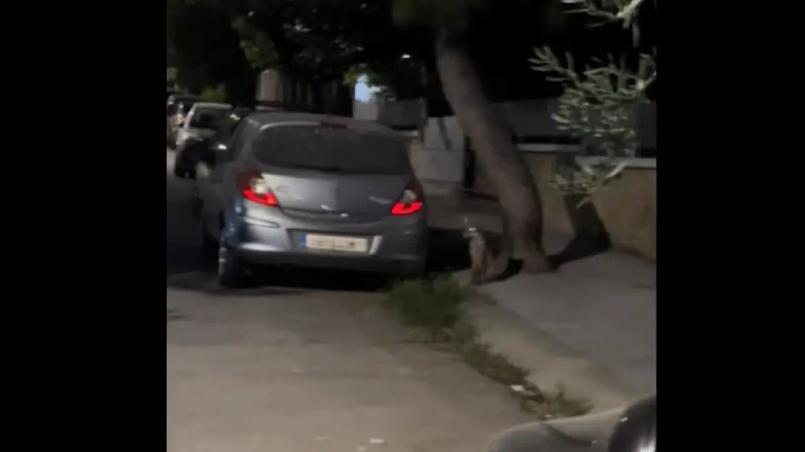 αλεπού