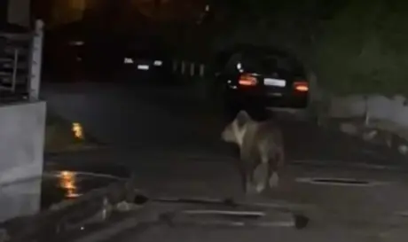 αρκούδα Τρίκαλα