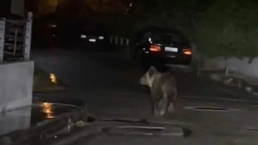 Αναστάτωση στα Τρίκαλα: Αρκούδα… έκοβε βόλτες στην πόλη (φωτο)