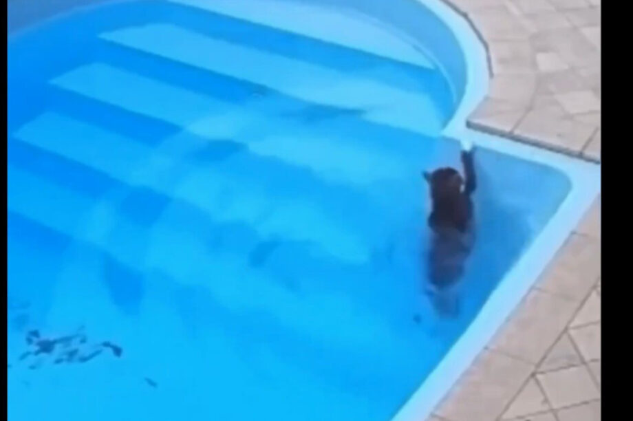 Γάτα πισίνα