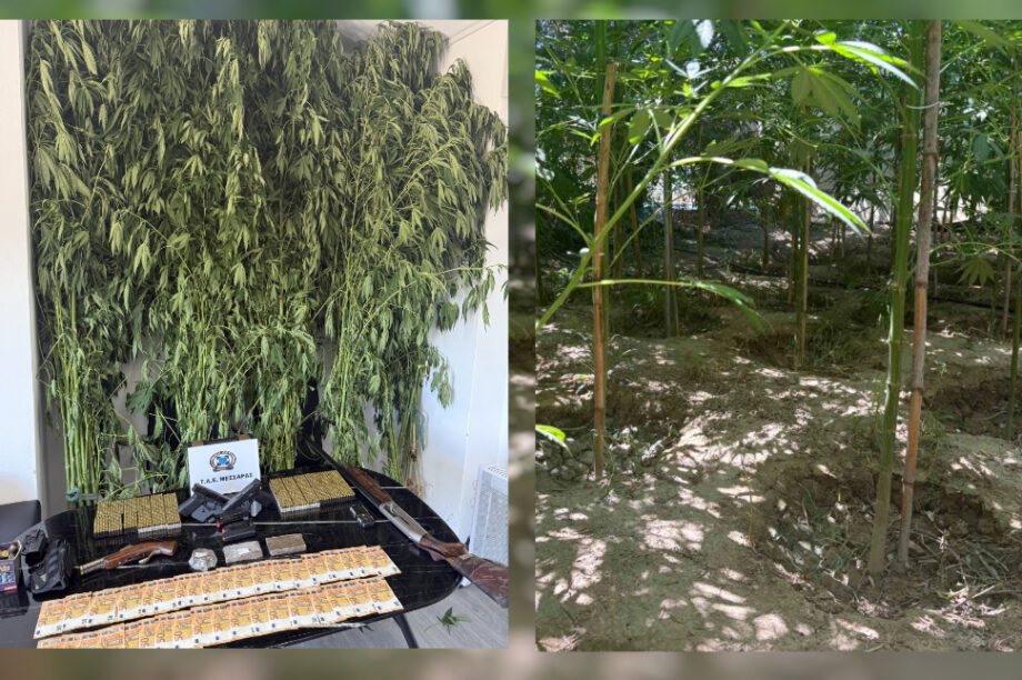 Χασίς δενδρύλλια Μεσαρά