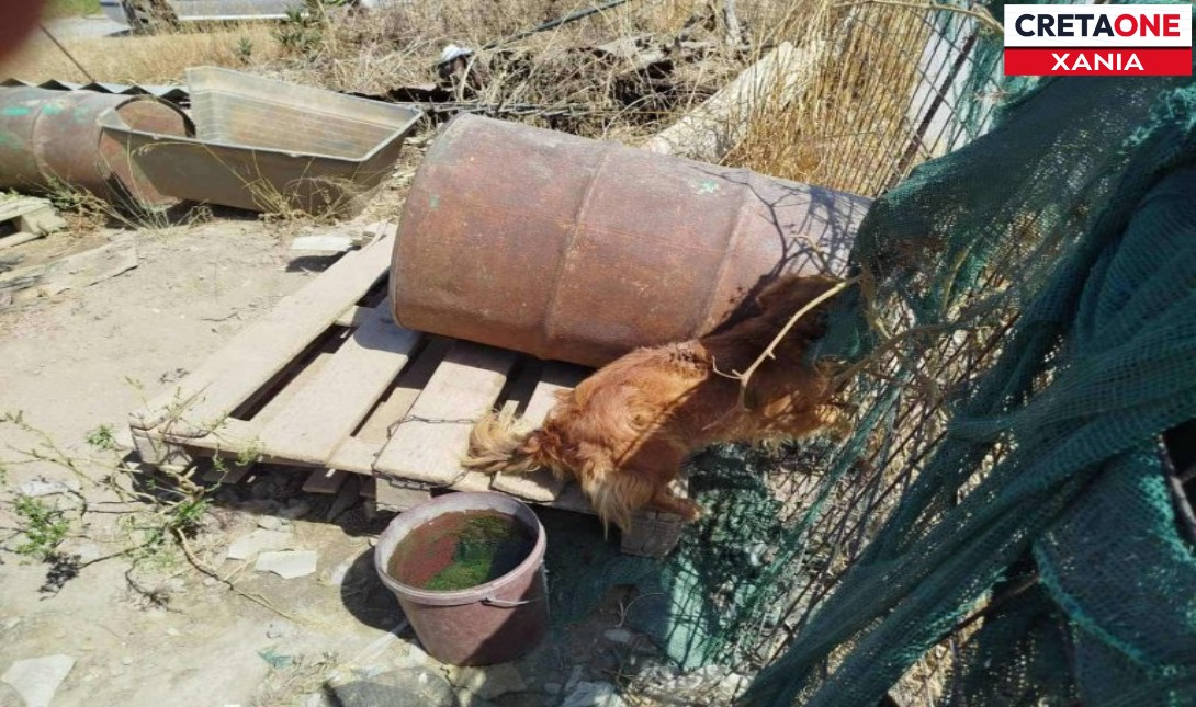 Χανιά: Στον εισαγγελέα 51χρονος για κακοποίηση σκύλων – Δείτε φωτογραφία
