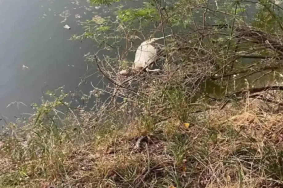 νεκρά πρόβατα Πηνειός