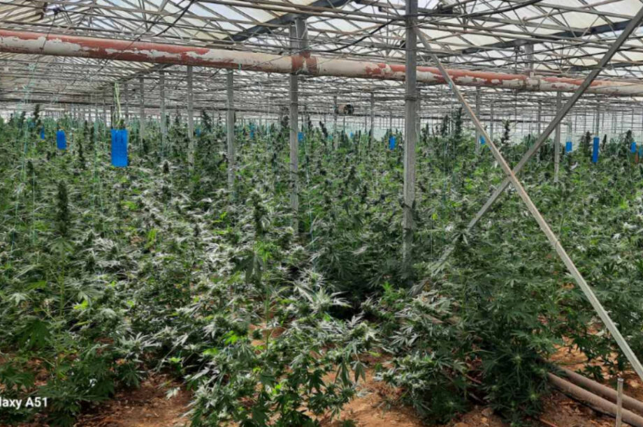 Χασίς φυτεία δενδρύλλια Μεσαρά