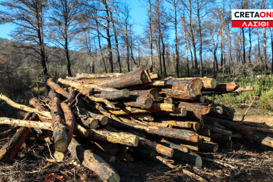 Ξύλα Λασίθι