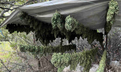 Χασίς φυτεία δενδρύλλια μαλεβίζι