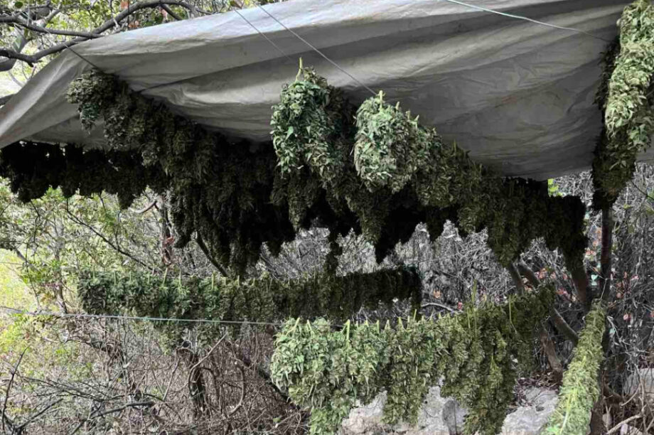 Χασίς φυτεία δενδρύλλια μαλεβίζι