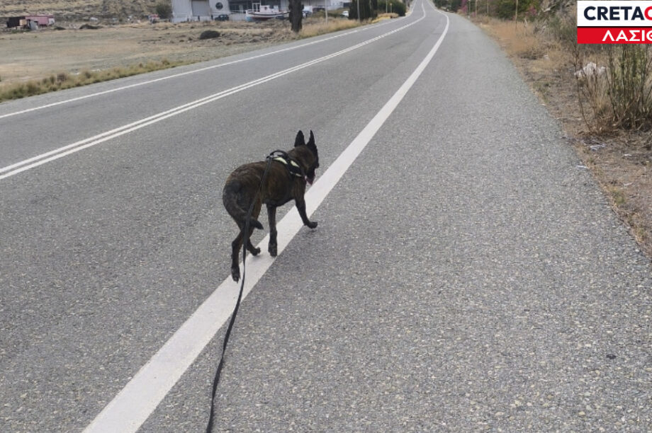 Λασίθι φόλες σκυλιά
