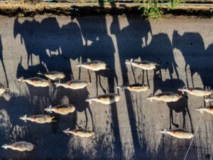 Κρήτη: Νεά παράταση στα μέτρα για την ευλογιά των αιγοπροβάτων