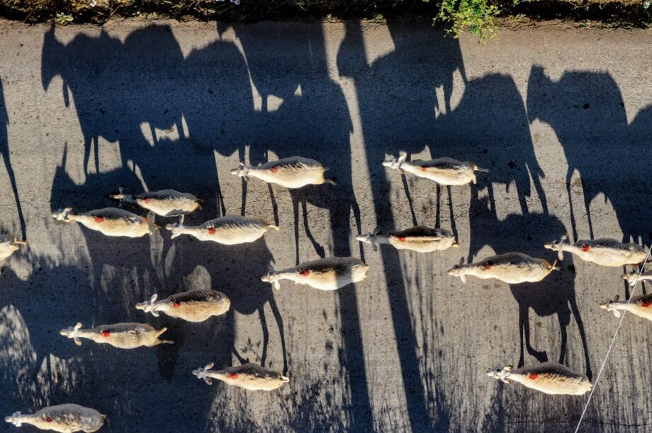 Αιγοπρόβατα