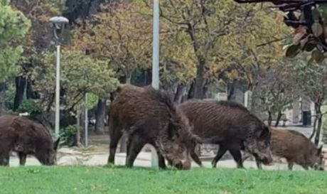 Αγριογούρουνα βόσκουν σε κεντρική πλατεία της Αττικής! (βίντεο)