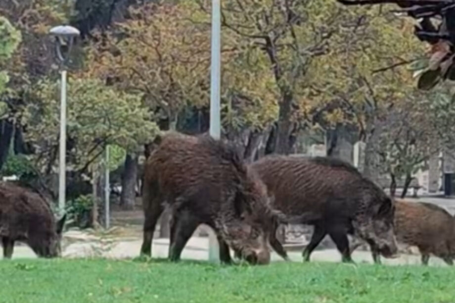 Αγριογούρουνα βόσκουν σε κεντρική πλατεία της Αττικής! (βίντεο)