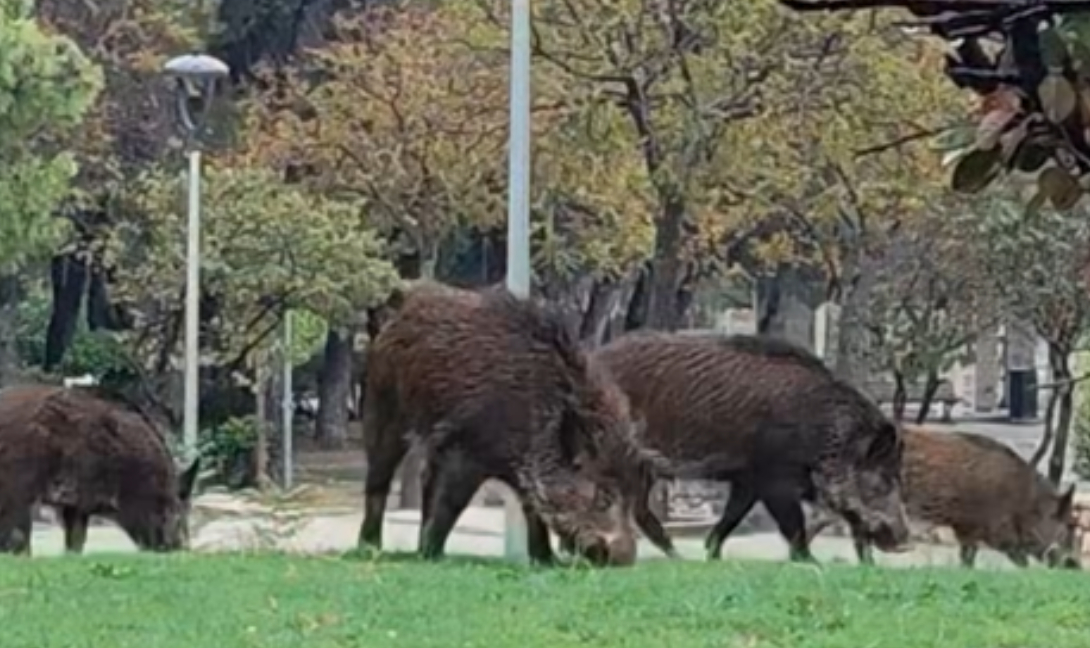 Αγριογούρουνα βόσκουν σε κεντρική πλατεία της Αττικής! (βίντεο)