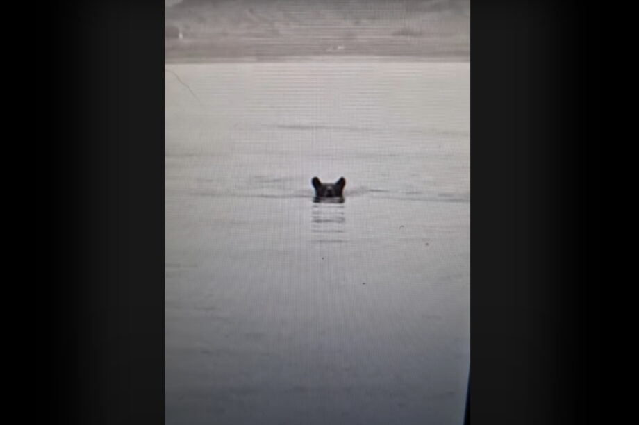Αρκούδα απολαμβάνει το... μπάνιο της στη λίμνη Πολυφύτου της Κοζάνης (βίντεο)