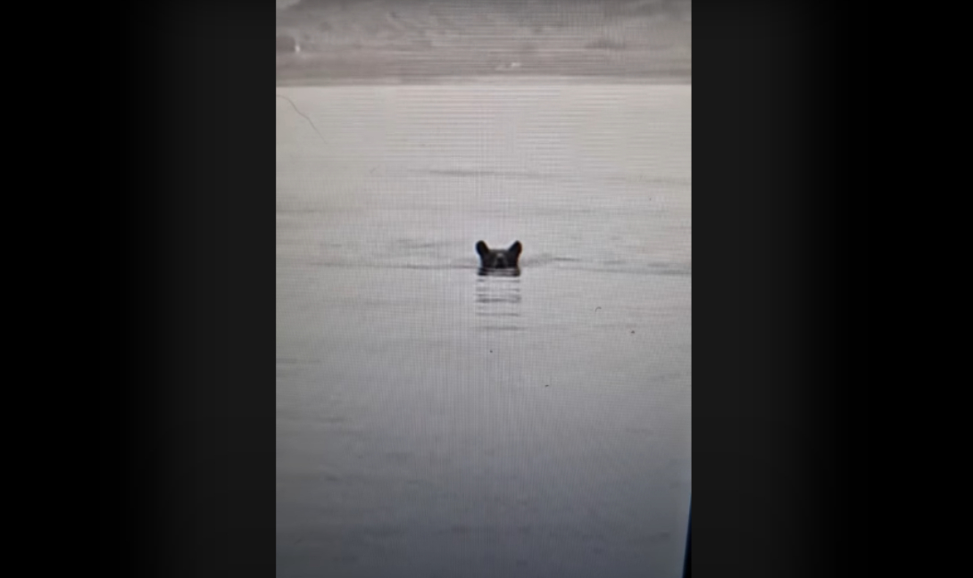 Αρκούδα απολαμβάνει το... μπάνιο της στη λίμνη Πολυφύτου της Κοζάνης (βίντεο)