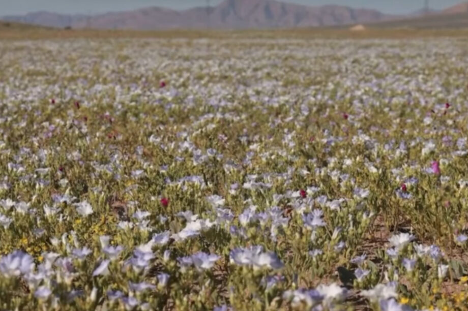 Πολύχρωμα αγριολούλουδα στο πιο άνυδρο σημείο της Γης! (βίντεο)