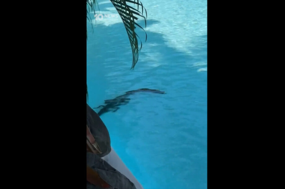 Απίστευτο! Εμφανίστηκε κροκόδειλος σε πισίνα πολυτελούς ξενοδοχείου! (βίντεο)