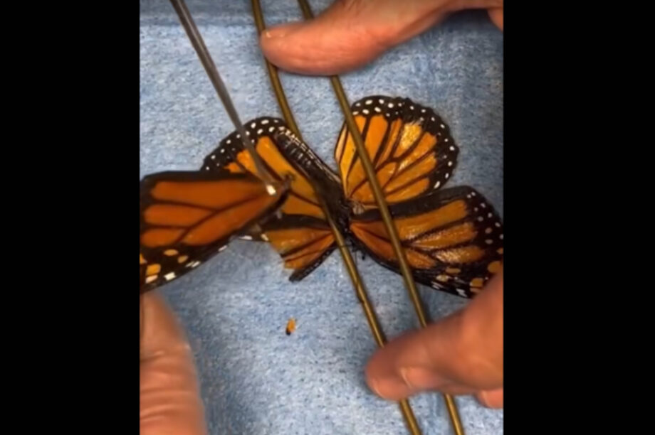 ΗΠΑ: Απίστευτο! Εντομολόγος έκανε μεταμόσχευση φτερού σε πεταλούδα! (βίντεο)