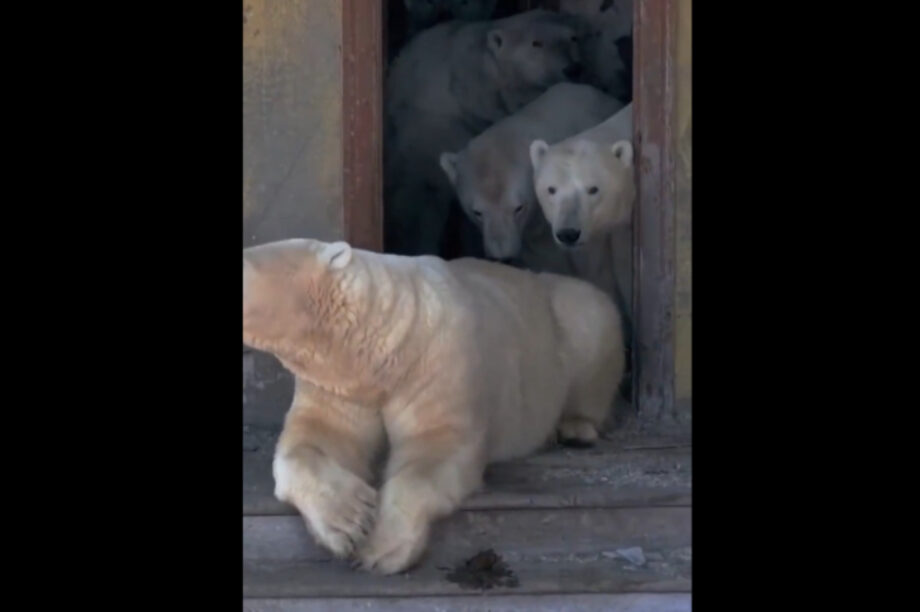 Πολικές αρκούδες έκαναν... κατάληψη σε εγκαταλελειμμένο ρωσικό νησί (βίντεο)