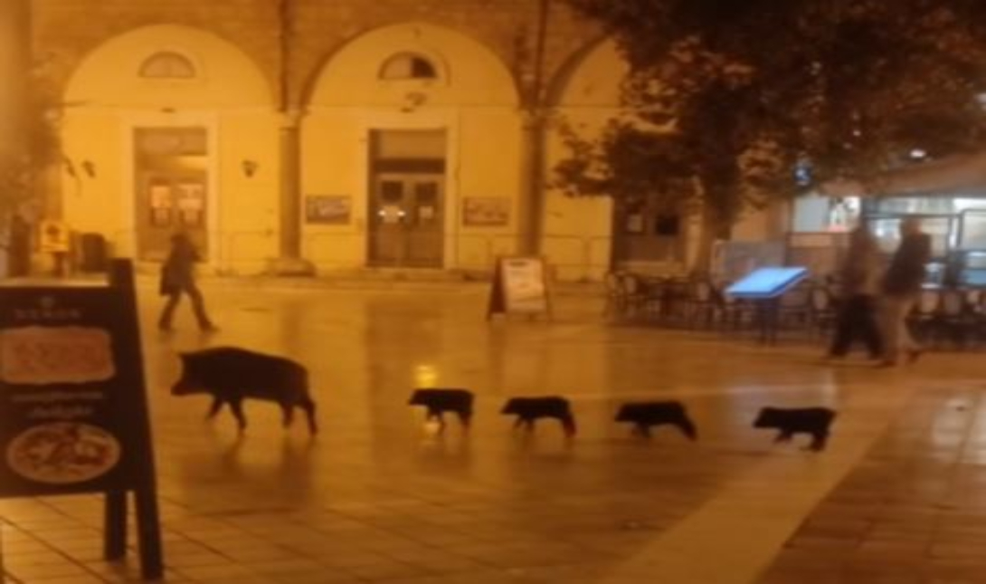 Αγριογούρουνα έκοβαν βόλτες σε πλατεία Συντάγματος – Δείτε βίντεο
