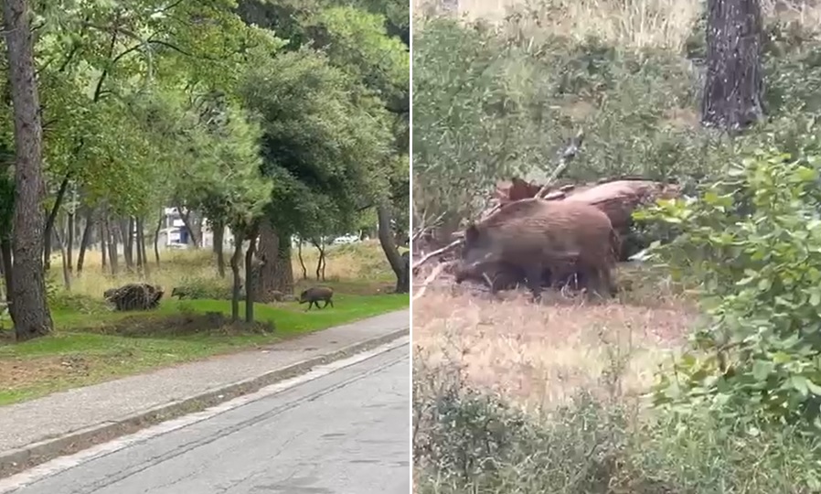 Αγριογούρουνα ψάχνουν για τροφή κοντά σε σπίτια στην Αττική – Δείτε το βίντεο