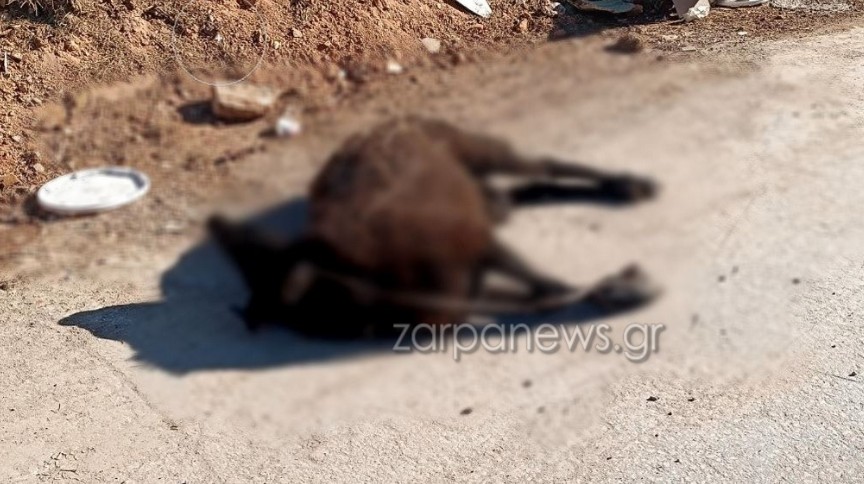 Απαράδεκτη εικόνα στην Κρήτη: Νεκρό πρόβατο και μπάζα στην άκρη του δρόμου! 4 Απαράδεκτη εικόνα στην Κρήτη: Νεκρό πρόβατο και μπάζα στην άκρη του δρόμου!