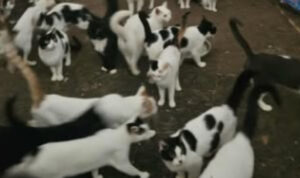 Αδιανόητο περιστατικό στην Πάτρα: 28 γάτες φυλακισμένες σε ένα διαμέρισμα χωρίς νερό και φαγητό