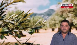 Κρήτη: Δραματική μείωση έως και 50% στην ελαιοπαραγωγή λόγω λειψυδρίας – Που κυμαίνονται οι τιμές του ελαιολάδου