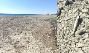 Κρήτη: Τεράστια οικολογική καταστροφή σε έναν από τους πιο σημαντικούς υδροβιότοπους (Φώτο)