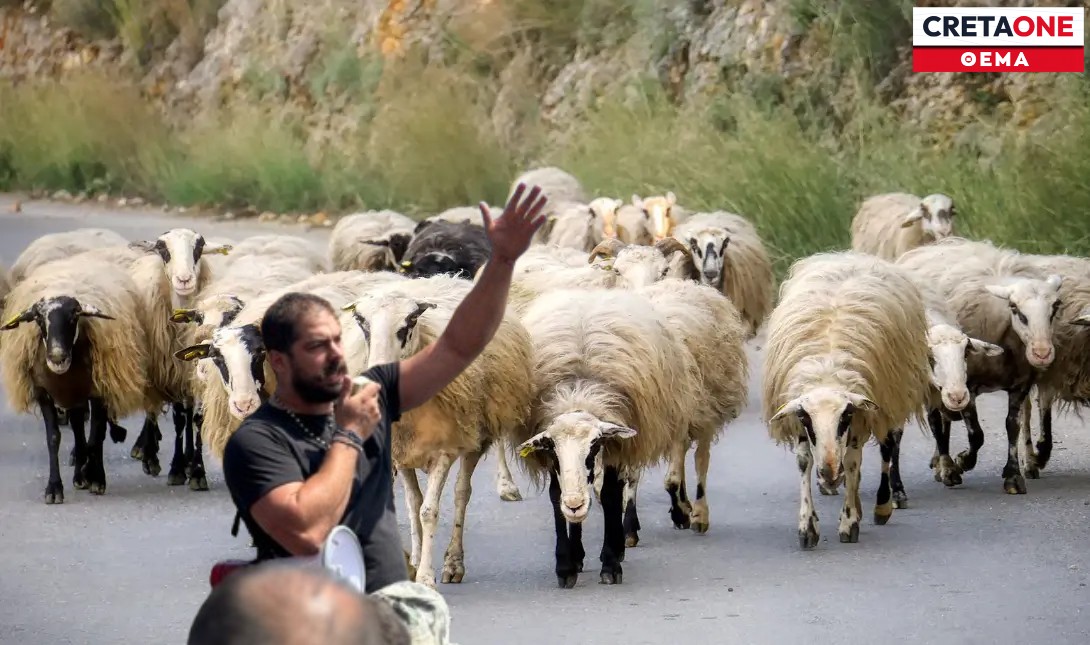 Λευτέρης Τριανταφυλλάκης: «Αν δεν ενωθούμε, θα εξαφανιστούμε» – «Βράζουν» οι κτηνοτρόφοι της Κρήτης οδεύοντας σε νέες κινητοποιήσεις