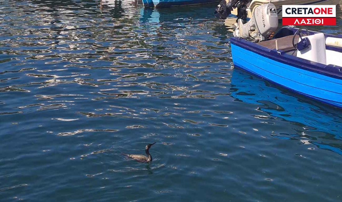 Λασίθι: Εντυπωσιακές βουτιές ενός θαλασσοκόρακα στη Λίμνη του Αγίου Νικολάου (Βίντεο)