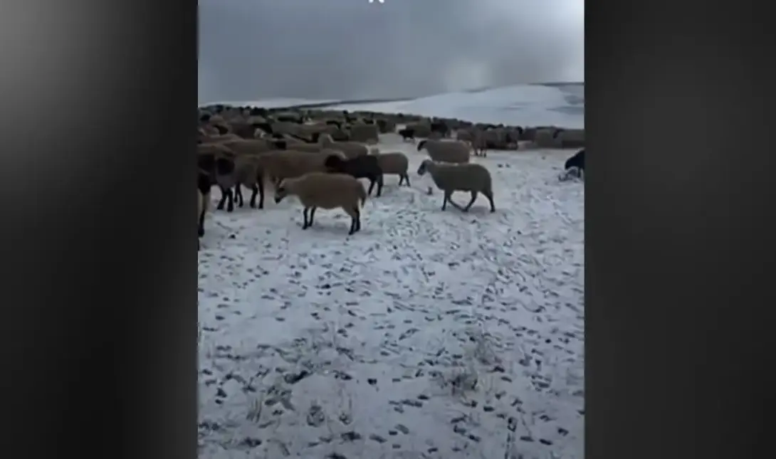 Εγκλωβισμένοι στα θερινά βοσκοτόπια οι κτηνοτρόφοι λόγω ευλογιάς