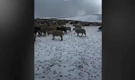 Εγκλωβισμένοι στα θερινά βοσκοτόπια οι κτηνοτρόφοι λόγω ευλογιάς