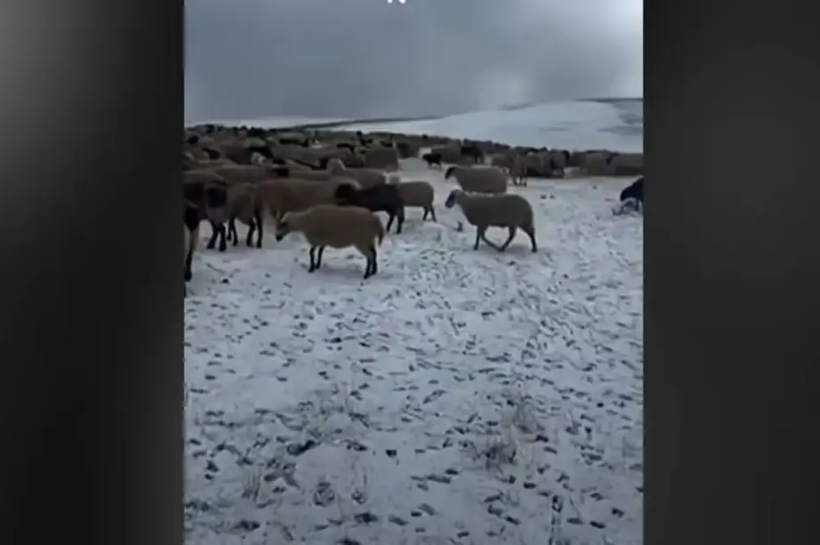 Εγκλωβισμένοι στα θερινά βοσκοτόπια οι κτηνοτρόφοι λόγω ευλογιάς