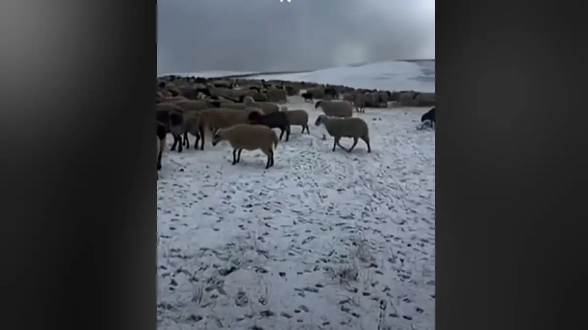 Ήρθαν τα πρώτα χιόνια – Εγκλωβισμένοι στα θερινά βοσκοτόπια οι κτηνοτρόφοι λόγω ευλογιάς