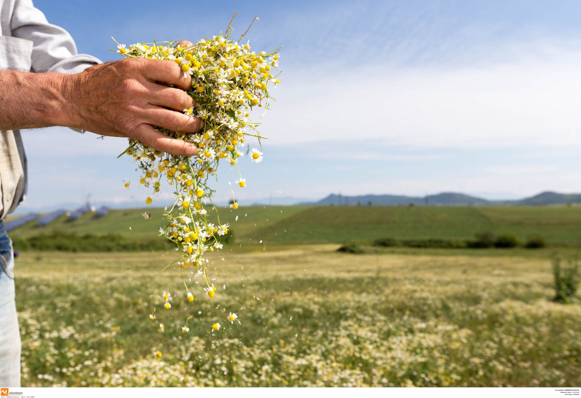 Θεσσαλονίκη: Κλέβουν ακόμη και τα θυμάρια από τα παρτέρια του Δήμου!