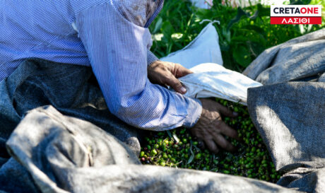 Λιομάζωμα ελιές Λασίθι