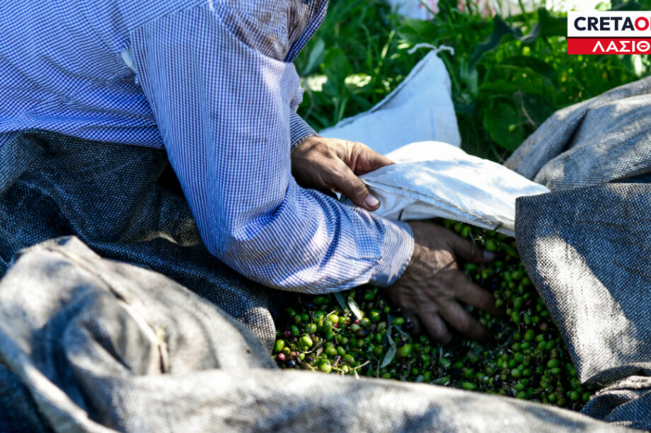 Λιομάζωμα ελιές Λασίθι