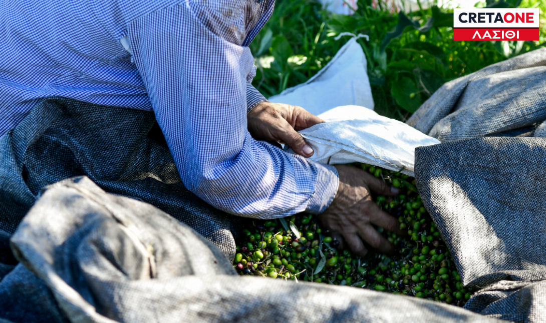 Λιομάζωμα ελιές Λασίθι