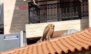 Ασυνήθιστο θέαμα στο Τσαλικάκι: Όρνιο «προσγειώθηκε» στη στέγη ταβέρνας- Δείτε φωτογραφίες